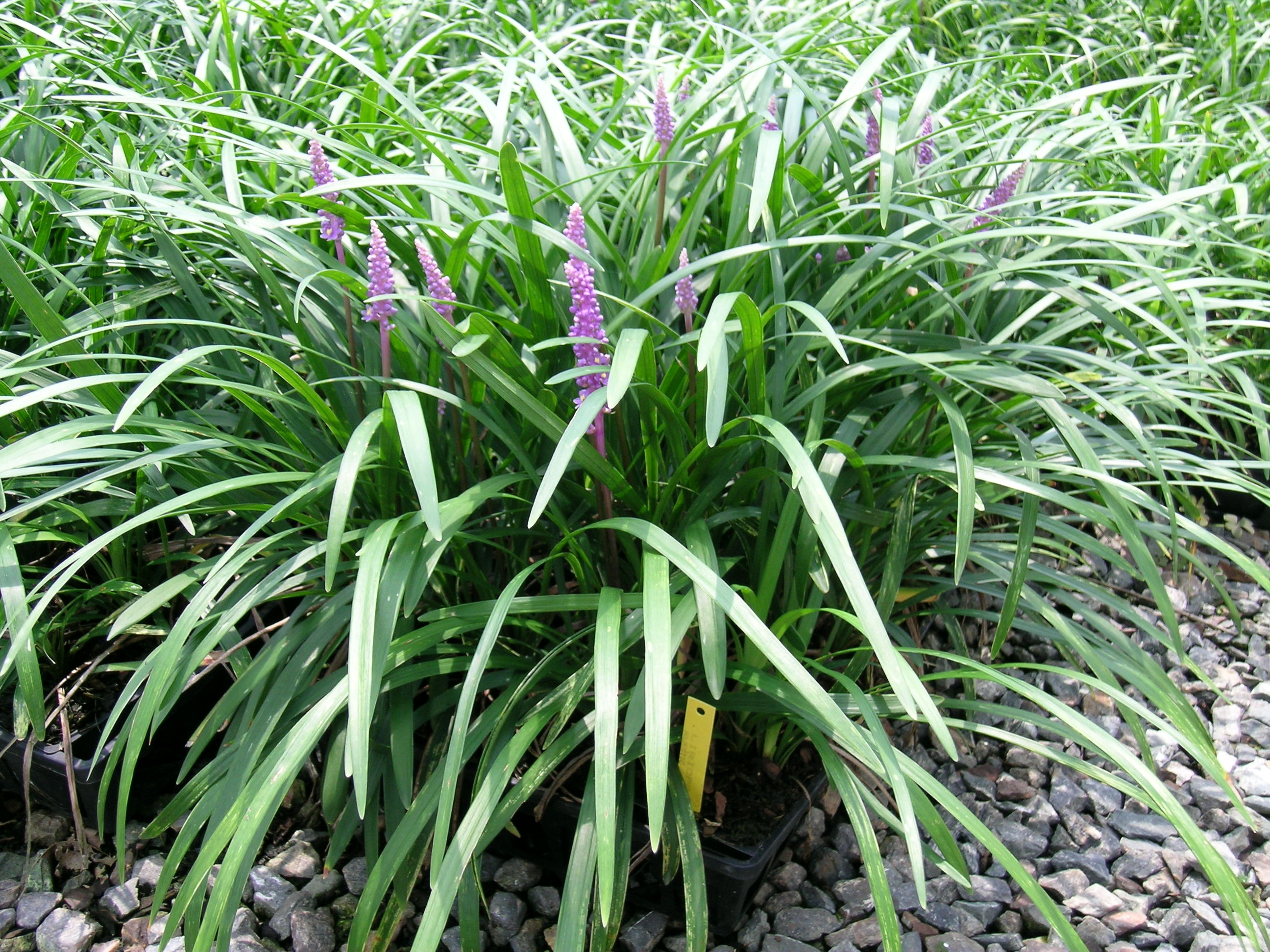 Big blue liriope plant