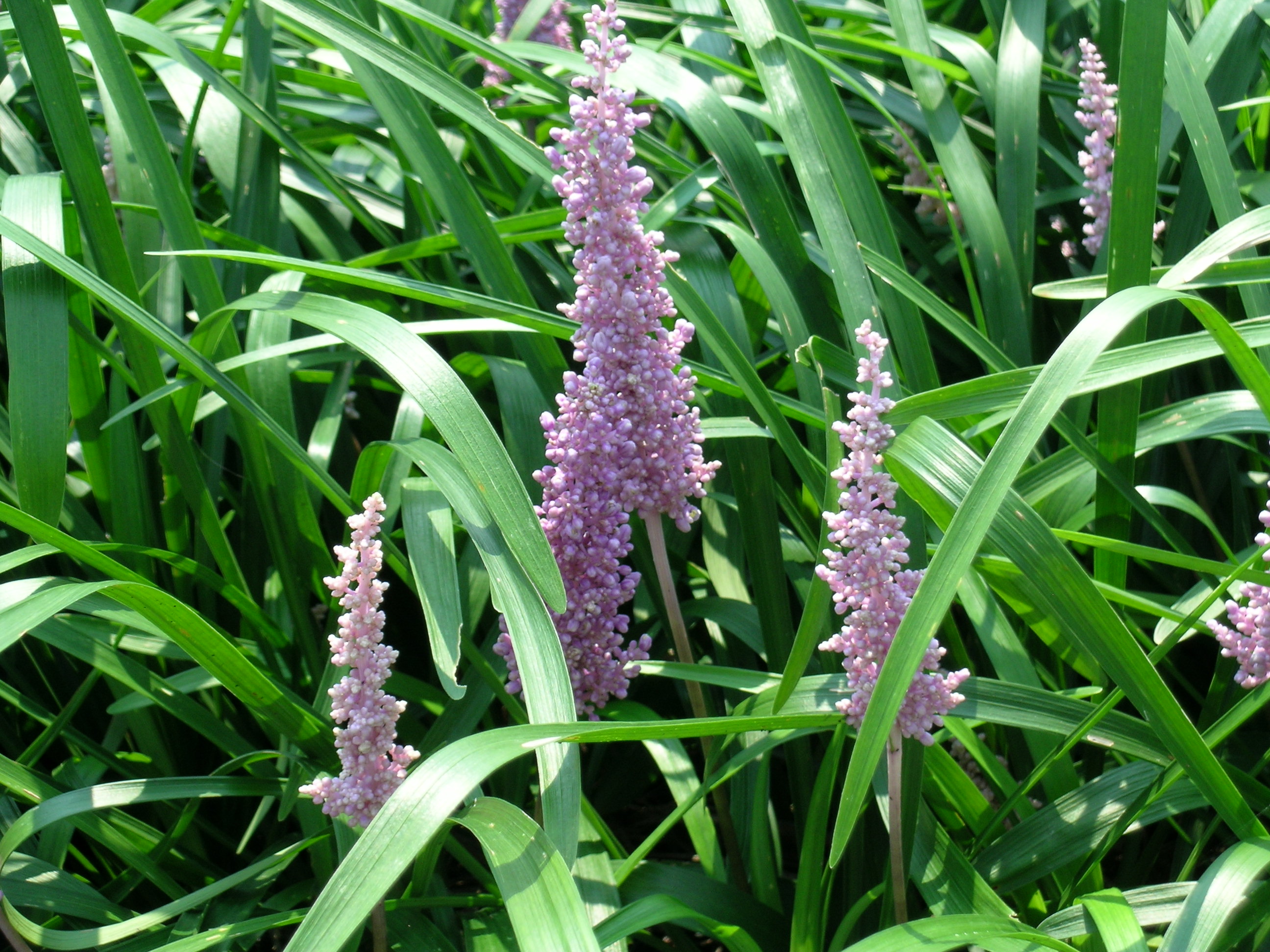 Liriope Christmas Tree Hanover Farms